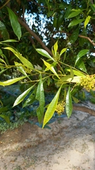 Dodonaea viscosa angustifolia