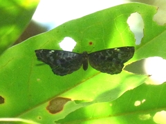 Ionotus alector