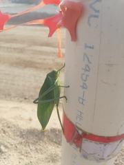 Stilpnochlora azteca