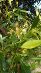 Dodonaea viscosa angustifolia