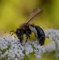 Andrena thoracica