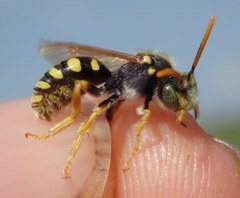 Nomada nobilis