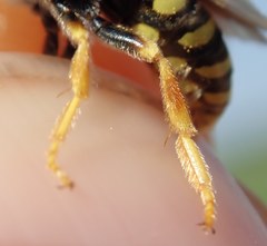 Nomada nobilis