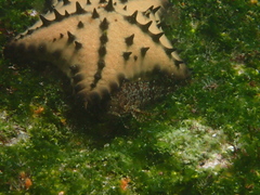 Gobioclinus dendriticus