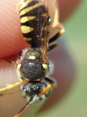 Nomada nobilis