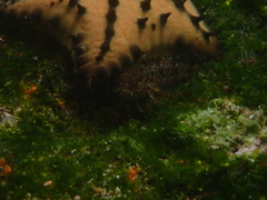 Gobioclinus dendriticus