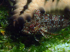 Gobioclinus dendriticus