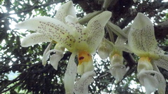 Stanhopea ruckeri
