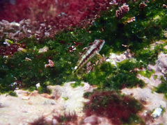 Lepidonectes corallicola