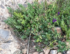 Petrosedum sediforme