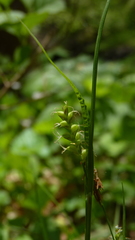 Carex gracilescens