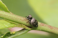 Heliophanus