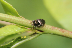 Heliophanus