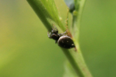Heliophanus