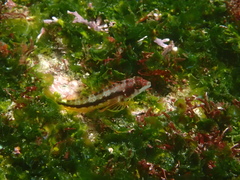 Lepidonectes corallicola