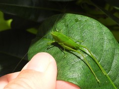 Chloroscirtus forcipatus