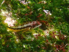 Lepidonectes corallicola