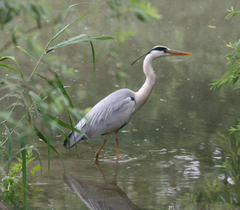 Ardea cinerea