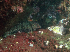 Gobioclinus dendriticus