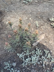 Castilleja pilosa