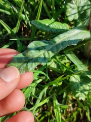 Tephroseris helenitis helenitis