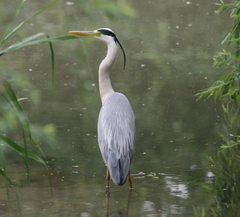 Ardea cinerea