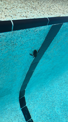 Nepoidea