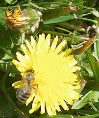 Apis mellifera