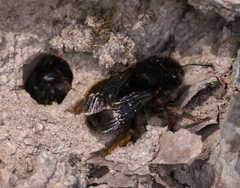 Anthophora retusa
