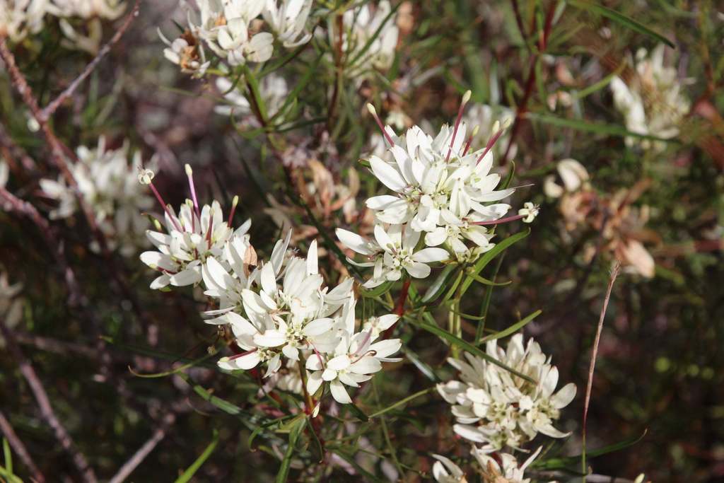 Carphalea linearifolia