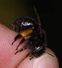Anthophora retusa