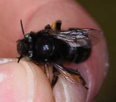 Anthophora retusa