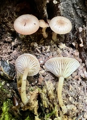 Trichocybe