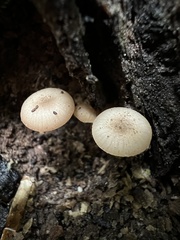 Trichocybe