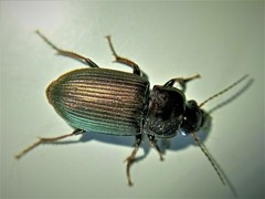 Harpalus