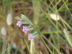 Silene bellidifolia