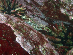 Lepidonectes corallicola