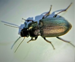 Harpalus
