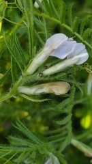 Vicia lutea lutea