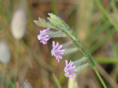 Silene bellidifolia