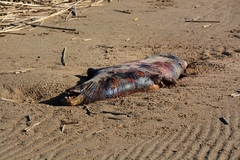 Halichoerus grypus grypus