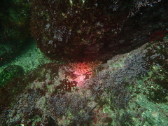 Gobioclinus dendriticus