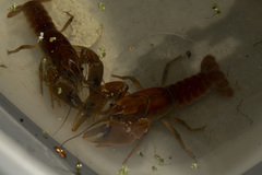 Procambarus gracilis