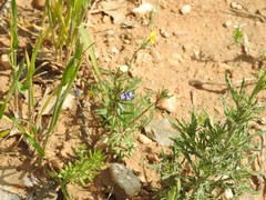 Asperula arvensis