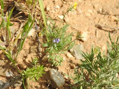Asperula arvensis