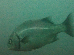 Anisotremus scapularis