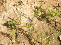 Asperula arvensis