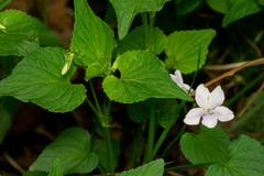 Viola acuminata