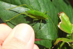 Chloroscirtus forcipatus