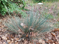 Festuca
